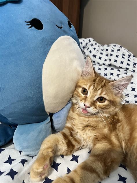 Orange cat mimicking a squishmallow🫶🐈 : r/OneOrangeBraincell