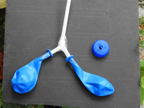 maqueta pulmones botella  respira vrogueco