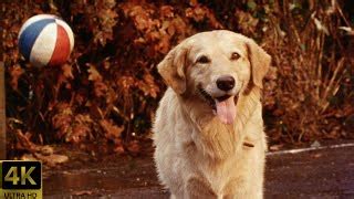 Air Bud - movie: where to watch streaming online
