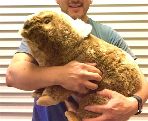 Weighted Wombat Extra Large 5kg – Sensory Corner
