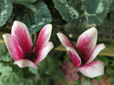 adventbotany day  cyclamen persicum  christmas misnomer culham