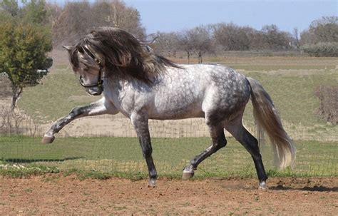 Andalusian Horse Breed Information, History, Videos, Pictures