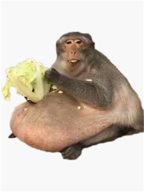 "Fat Monkey Eating Lettuce" Sticker for Sale by trevortkolman | Redbubble