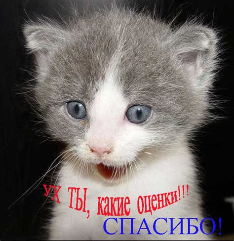 Самые большие домашние кошки. – "Все самое Интересное и Красивое ...