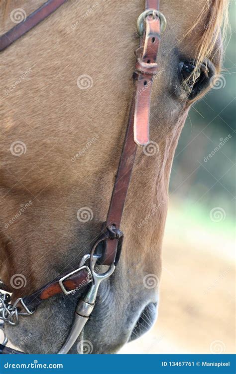 Eye horse stock image. Image of grass, equestrian, hair - 13467761