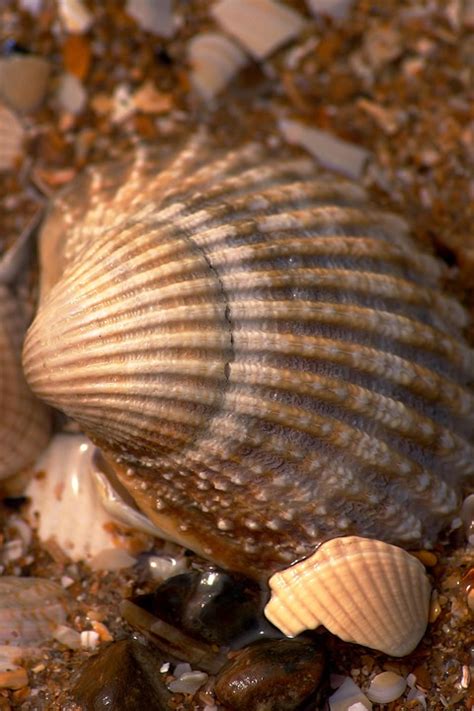 shell evening atmosphere water  photo  pixabay