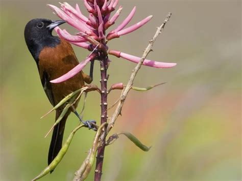 15 species of blackbirds in pennsylvania