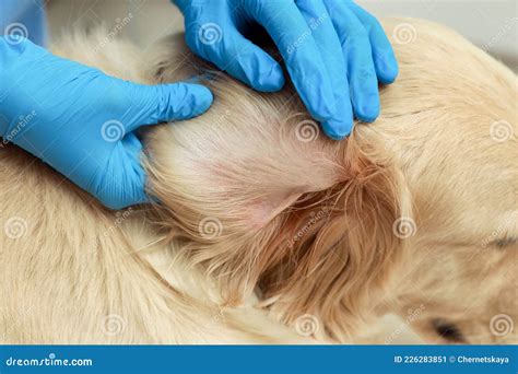 5 Tick-Tastic Tips To Rescue Your Pup From These Tiny Tormentors