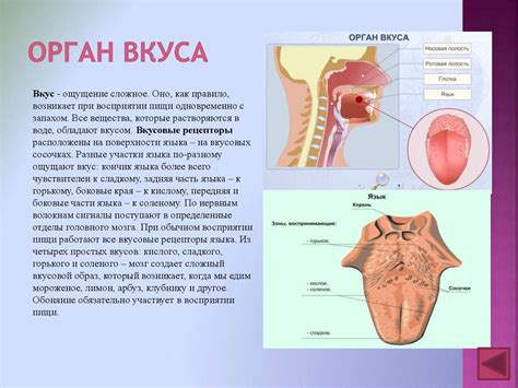 Вкусовой анализатор - презентация онлайн