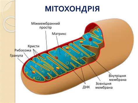 Структури клітин, які забезпечують процеси метаболізму.