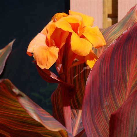 Peruvian Lilies Poisonous To Cats at Jimmy Coats blog