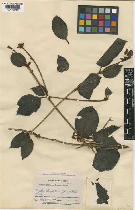 adelobotrys intonsus gleason wurdack plants   world