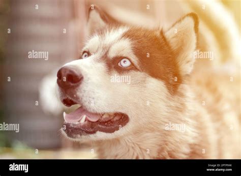 Alaskan Malamute with blue eyes. The Arctic Malamute is a wonderful ...