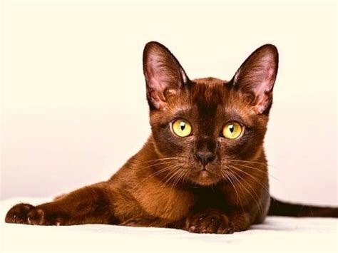 domestic cat breeds australia discover  perfect feline breeds  cat