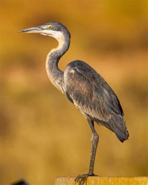38 Unique Birds With Long Legs