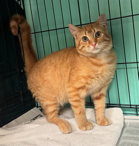 sean casey animal rescue brooklyn 3