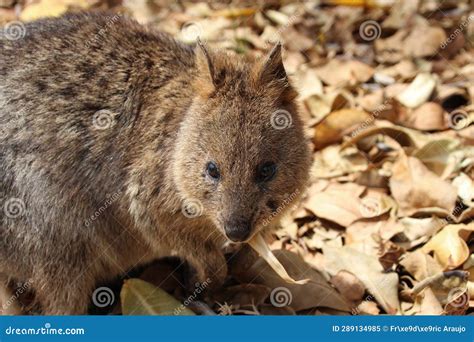 Quokka - Rottnest Island - Australia Stock Image - Image of wild ...