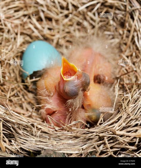 Robin Egg Hatching