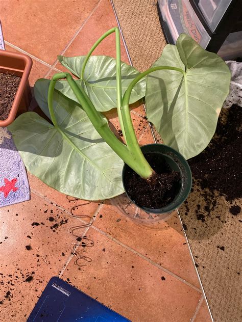 Plant Emergency! My Elephant Ear Alocasia fell and all the stems are