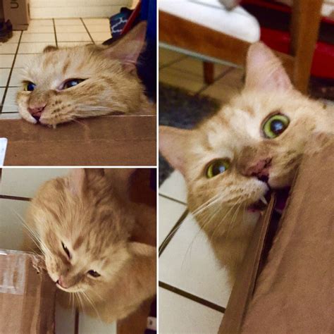 how do you lizard biting easily 3