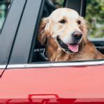 The Never-Ending Tangle: 3 Simple Steps To Rid Your Car Of Pet Hair