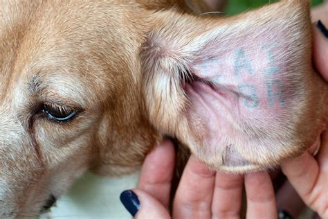 Why Are Dogs Used For Animal Testing at Robert Thaler blog