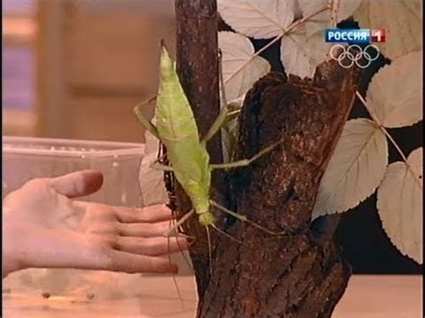 Разнокрылые палочники - YouTube