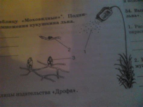 Изучите таблицу "Моховидные". Подпишите этапы размножения кукушкина ...