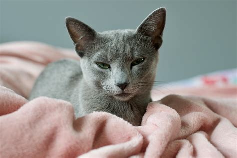 Kitten Milestones Photos, Download The BEST Free Kitten Milestones