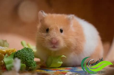 hamster hewan peliharaan  mempunyai tingkah lucu media hobi