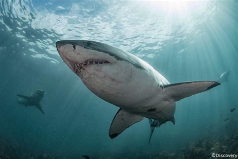 Great White Shark • Tracking Sharks