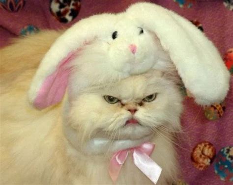 Pissed Off Cat : awwlol