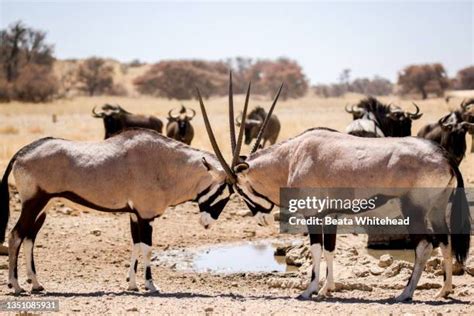 2,361 Gemsbok Antelope Stock Photos, High-Res Pictures, and Images ...