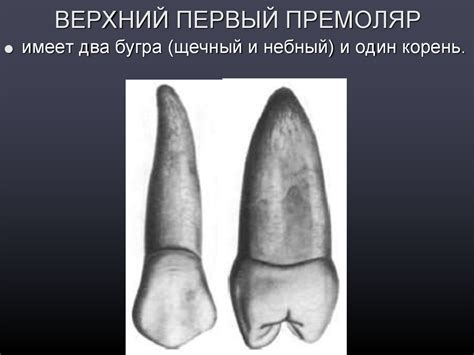 Анатомическое строение постоянных зубов - online presentation