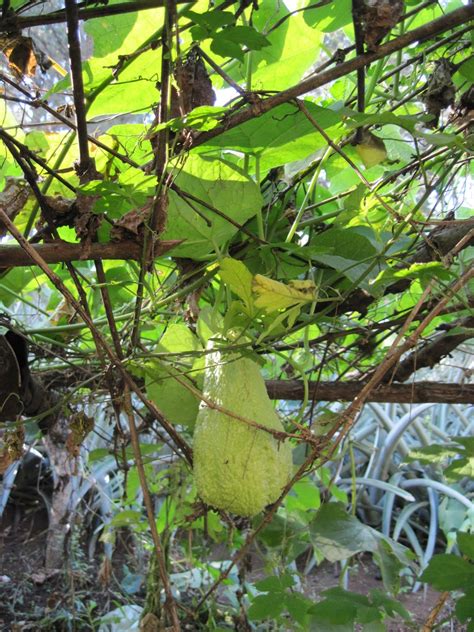 Farmer to Farmer Blog: Honduras Flowers Fungus and Fruits Fotos