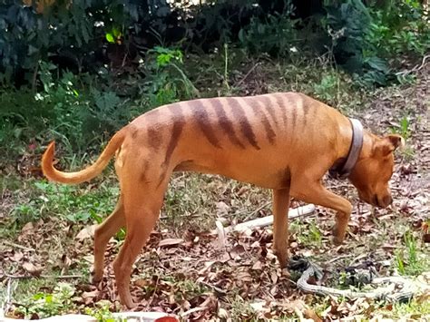 219 best Thylacine images on Pholder | Cryptozoology, Naturewasmetal