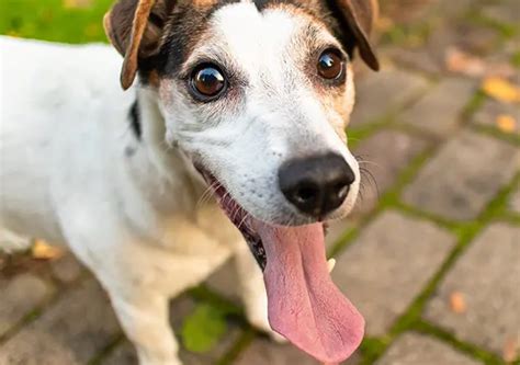 Cachorro Lingua Pra Fora - Cachorro com a Língua de Fora: Por que Fazem Isso? - Cuidador de ...