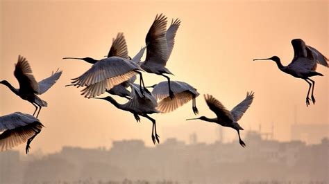 Okhla Bird Sanctuary - Noida | Okhla Bird Sanctuary Photos, Sightseeing -NativePlanet