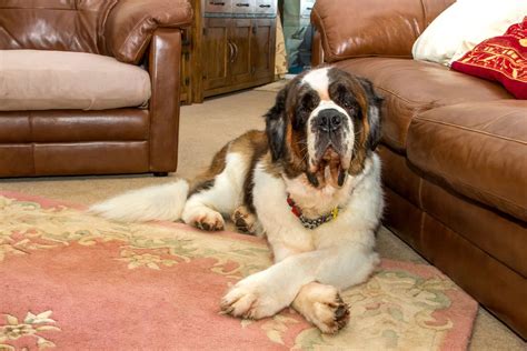 saint bernard colors explained fun patterns  didnt  existed