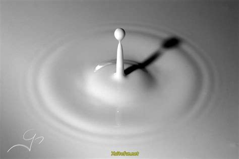 Incredible Milk Drop Photography - XciteFun.net