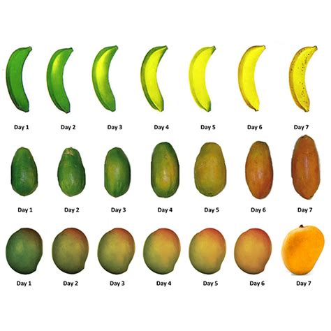 ripening chamber manufacturers suppliers ahmedabad gujarat india