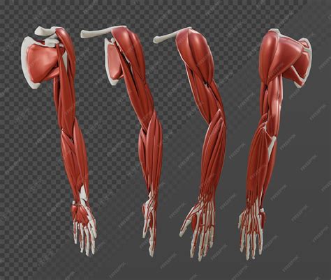 Human Arm Bones And Muscles