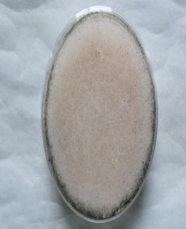 Figure d: Infected tomato fruit; Figure e: Culture of Mucor plumbeus on ...