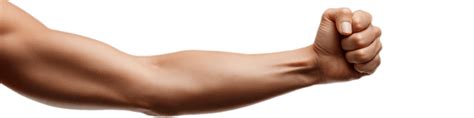 arm muscular system png transparent images   vector files