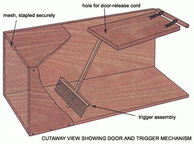 Make a Simple, Humane Squirrel Trap – Mother Earth News