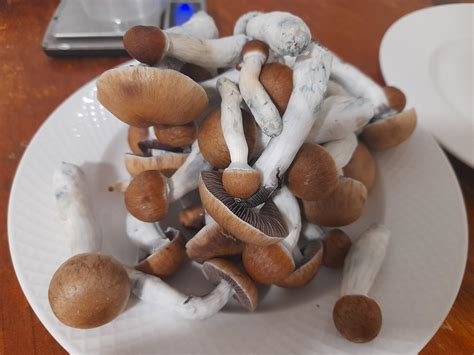 The rare origin of Pink Z strain was finally revealed today 29