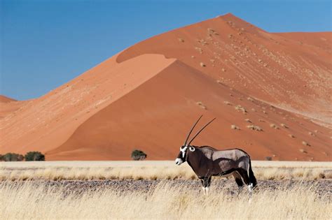 Hidden In Plain Sight - Namibia - Aardvark Safaris