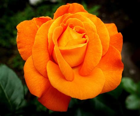 100,000+ Free Orange Roses & Orange Images - Pixabay