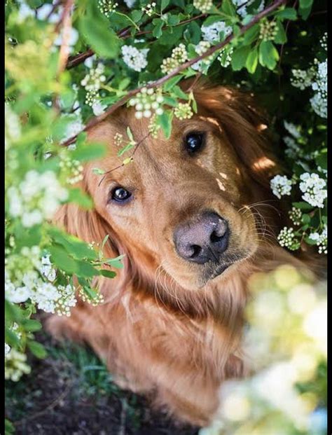 Found you🤫😌😊 : r/DogsAndPlants