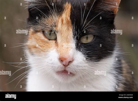 black  ginger cat  res stock photography  images alamy